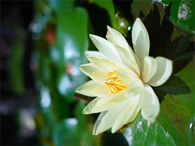 样照11