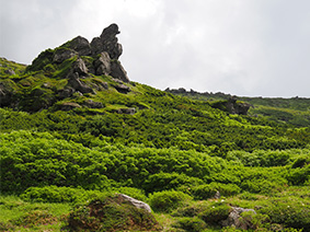 样照2