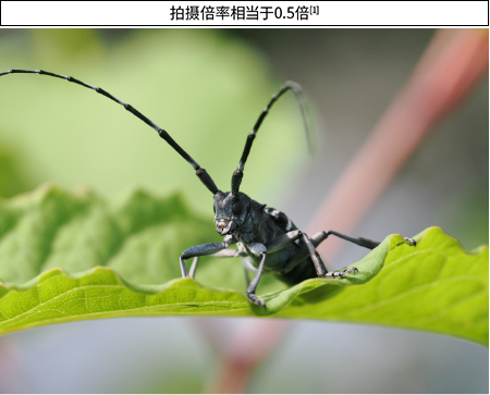 拍摄倍率相当于0.5倍[1]