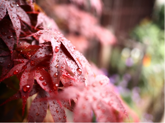 雨滴拍摄