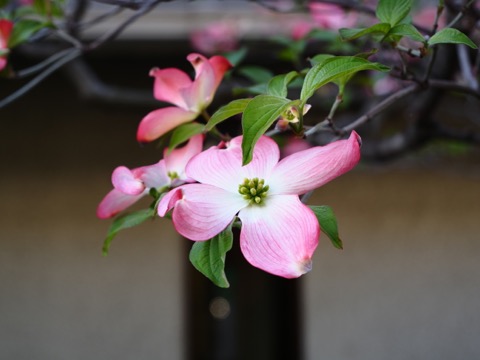 样照 8